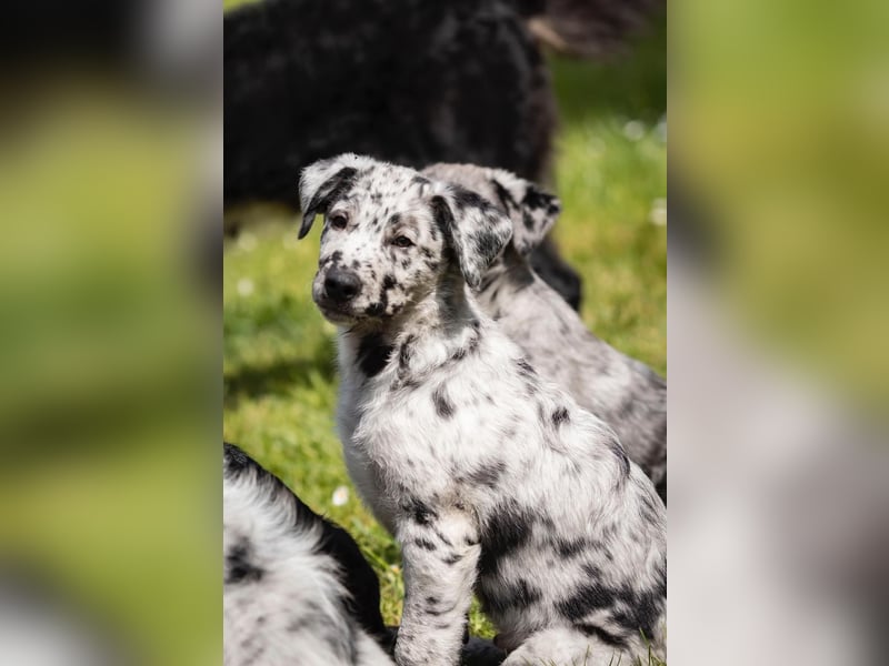 Süße Border Collie -Mudi mix Welpen