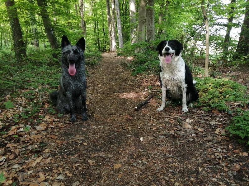 Süße Border Collie -Mudi mix Welpen