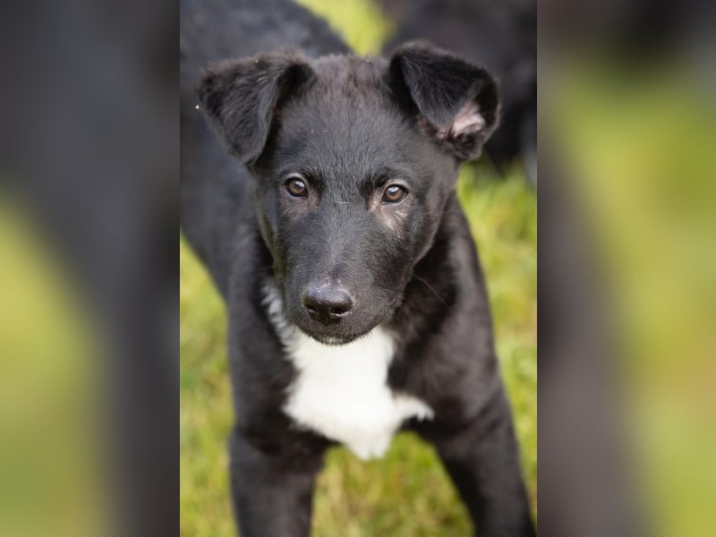 Süße Border Collie -Mudi mix Welpen