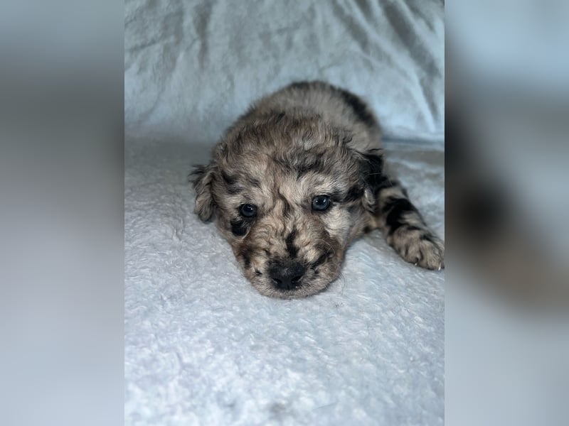 Süße Border Collie -Mudi mix Welpen