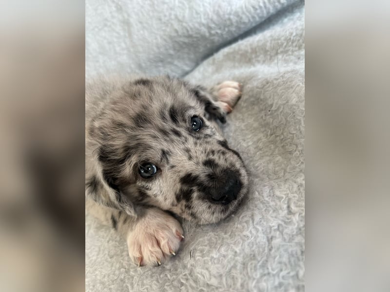 Süße Border Collie -Mudi mix Welpen