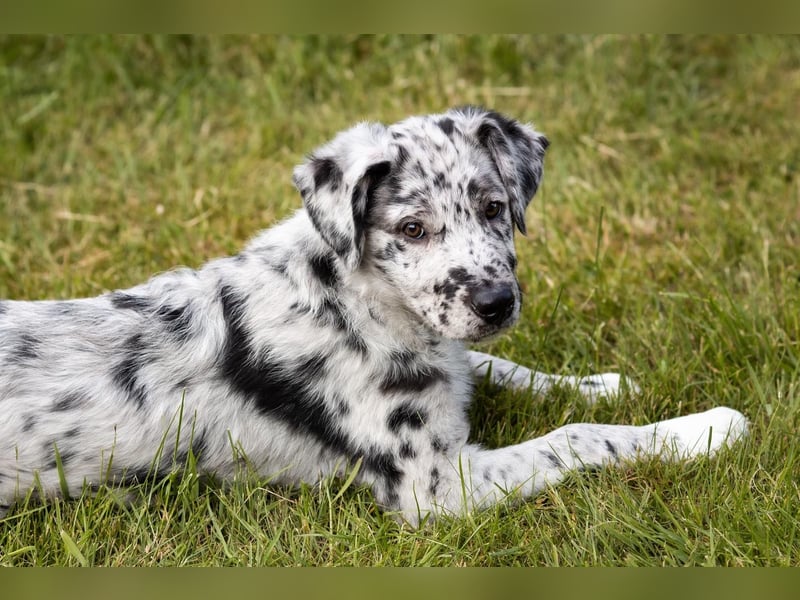 Süße Border Collie -Mudi mix Welpen