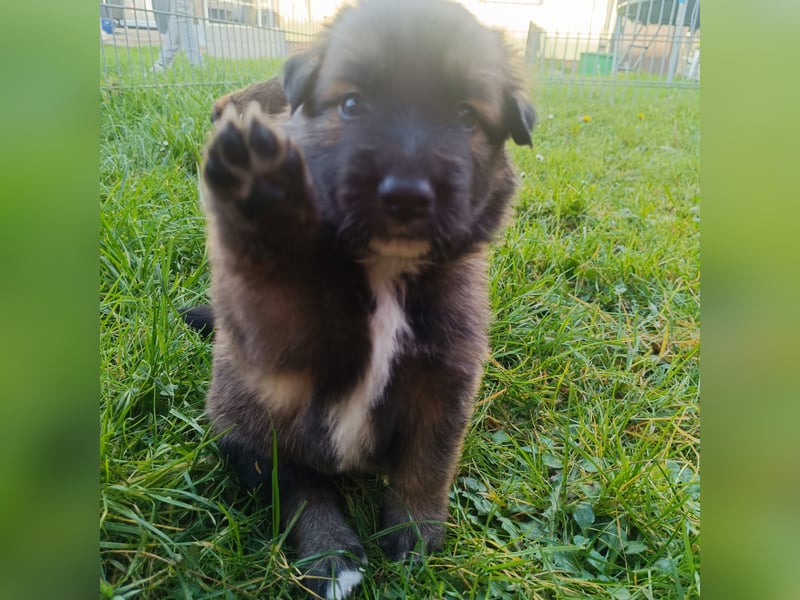 Border collie mix welpen