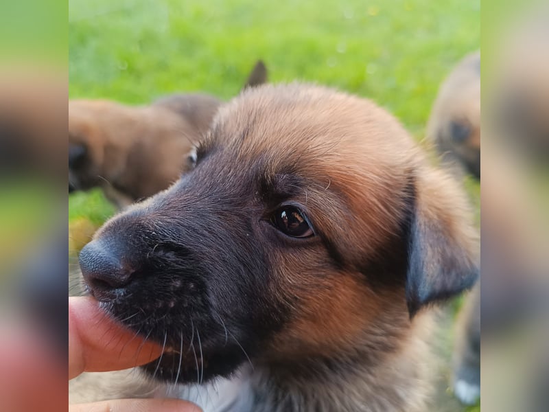 Border collie mix welpen