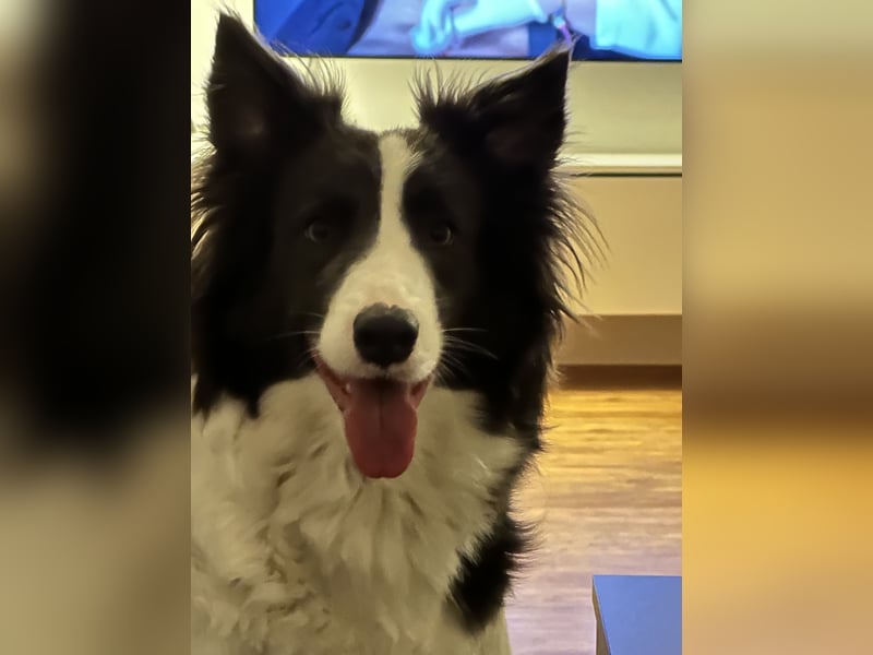 Border Collie Hündin