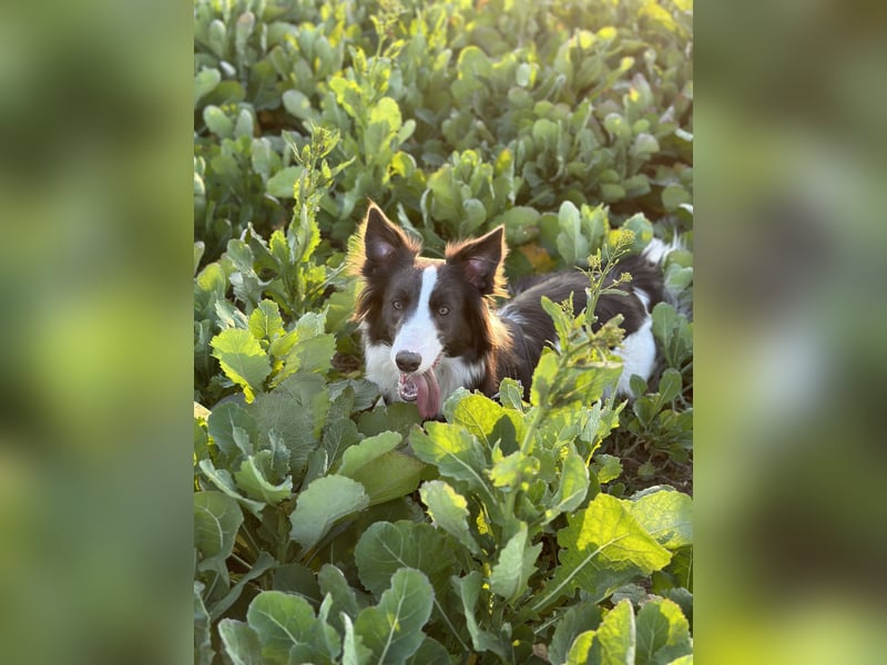 Border Collie Hündin