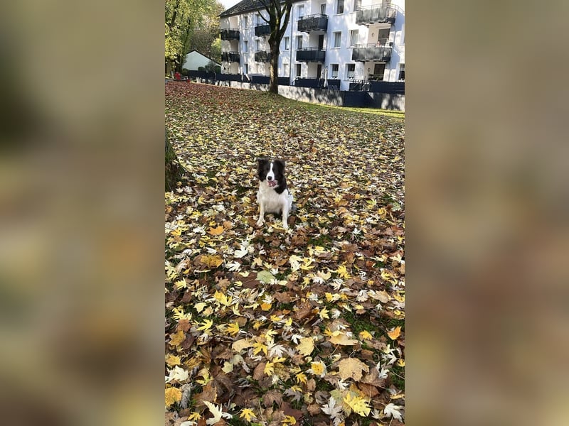 Border Collie Hündin