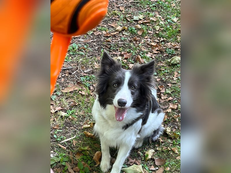 Border Collie Hündin