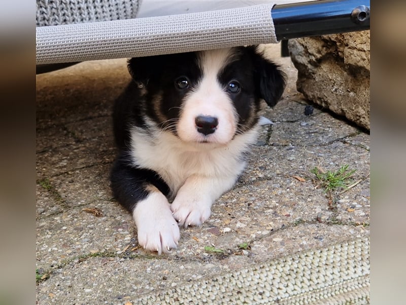 Border Collie Welpe