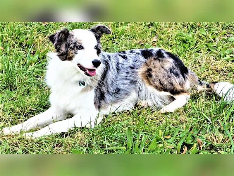 Verkaufe Reinrassige Border Collie Welpen