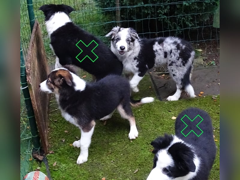 Verkaufe Reinrassige Border Collie Welpen