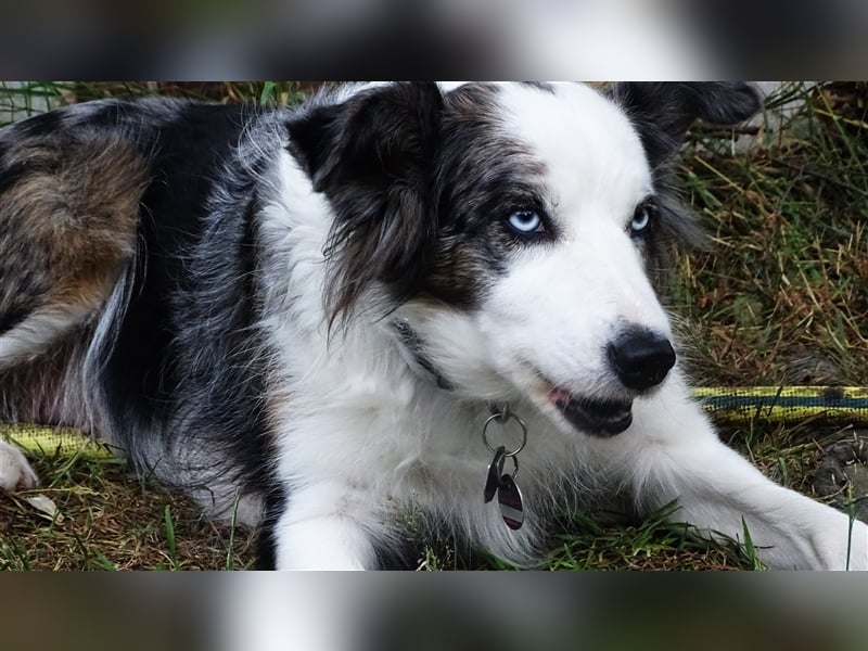 Verkaufe Reinrassige Border Collie Welpen