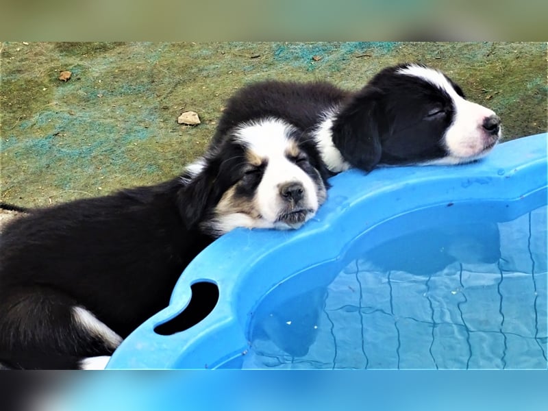 Verkaufe Reinrassige Border Collie Welpen