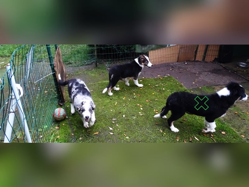 Verkaufe Reinrassige Border Collie Welpen