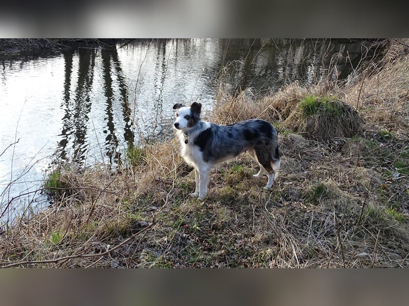 Verkaufe Reinrassige Border Collie Welpen