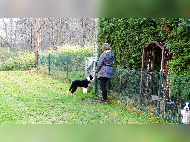 Verkaufe Reinrassige Border Collie Welpen