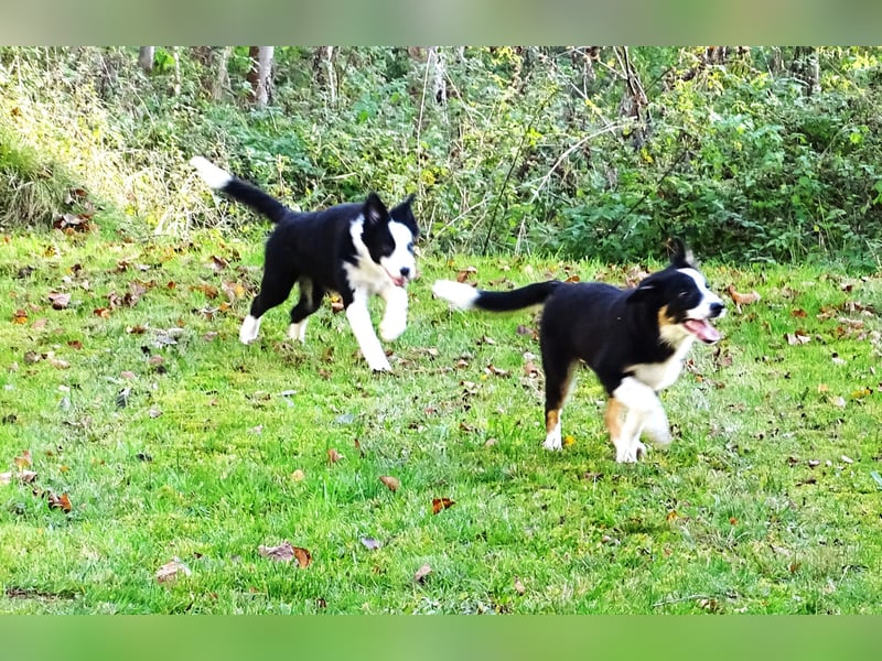 Verkaufe Reinrassige Border Collie Welpen