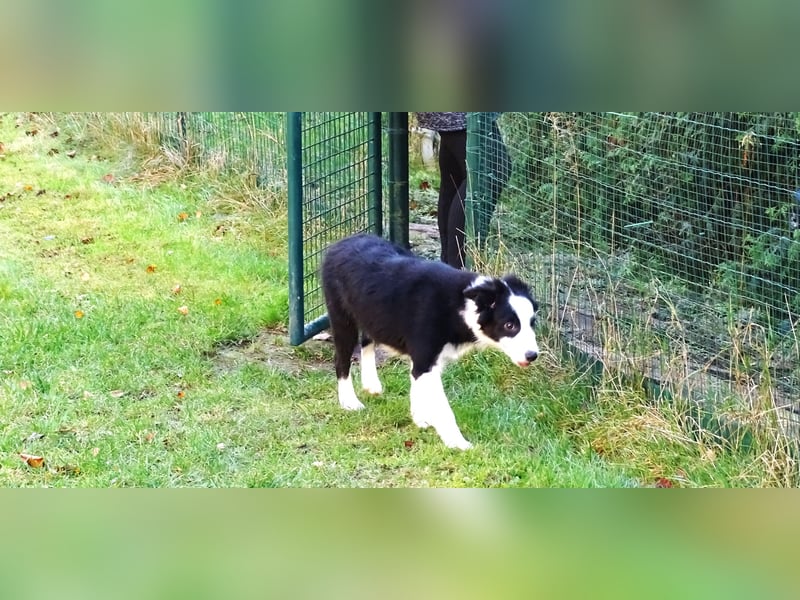 Verkaufe Reinrassige Border Collie Welpen