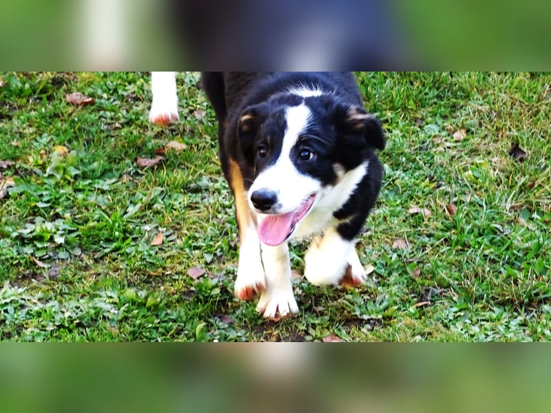 Verkaufe Reinrassige Border Collie Welpen