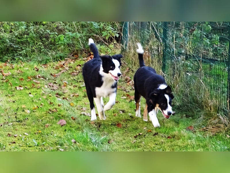 Verkaufe Reinrassige Border Collie Welpen