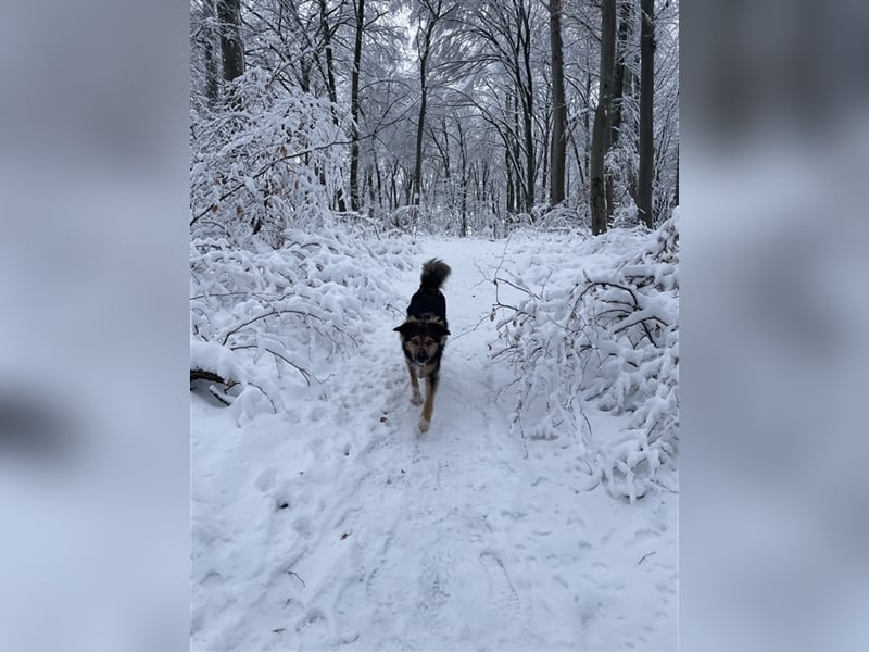 Border-Collie-Mix