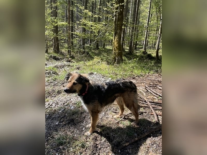 Border-Collie-Mix