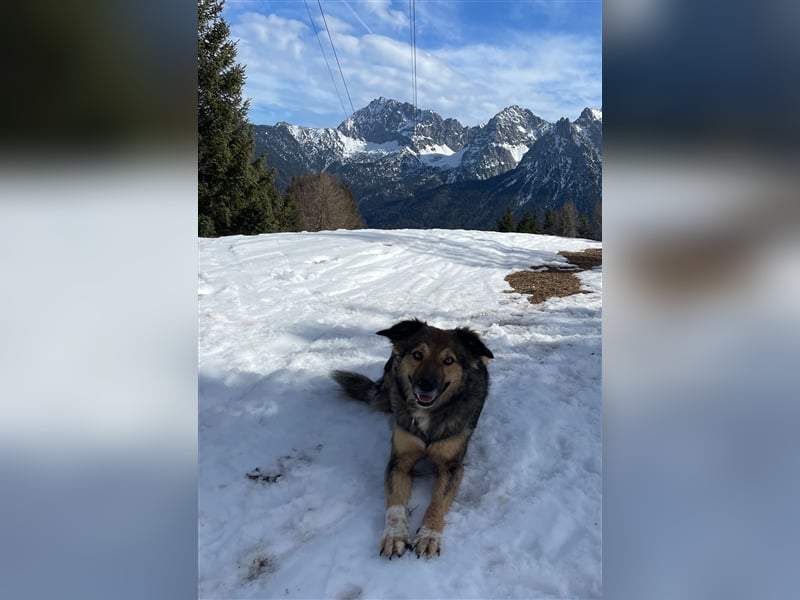 Border-Collie-Mix