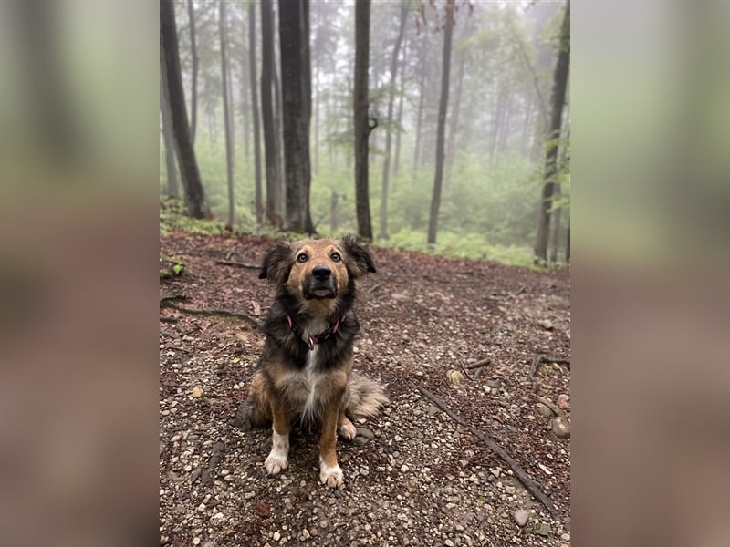 Border-Collie-Mix