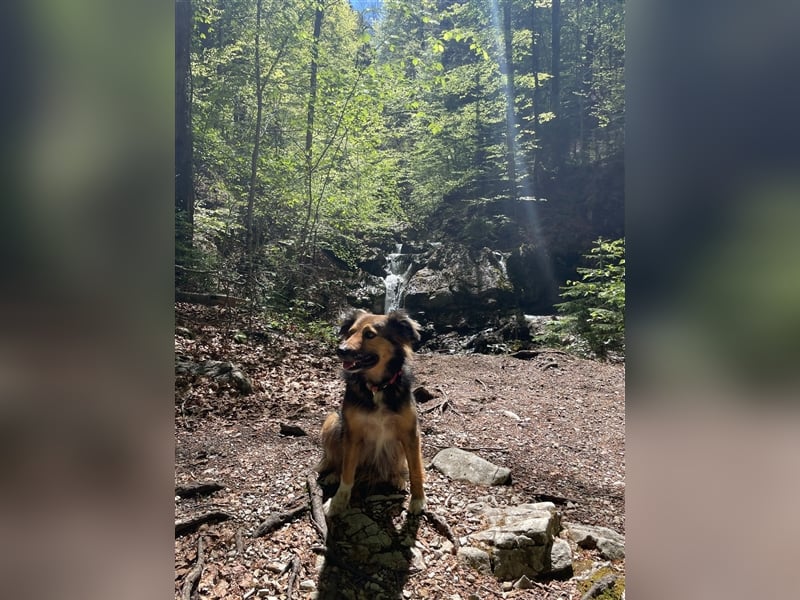 Border-Collie-Mix