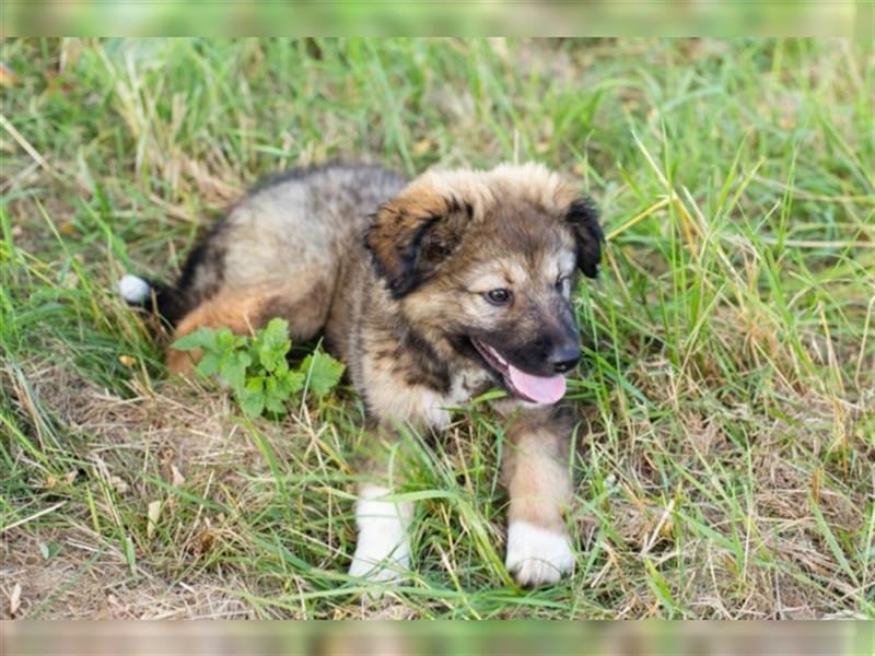 Border-Collie-Mix