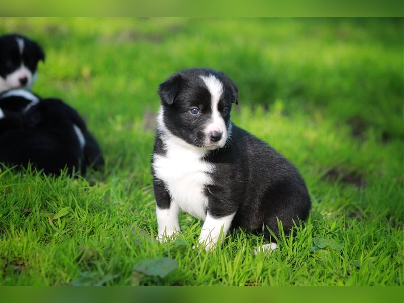 Border Collie Welpe mit Papieren