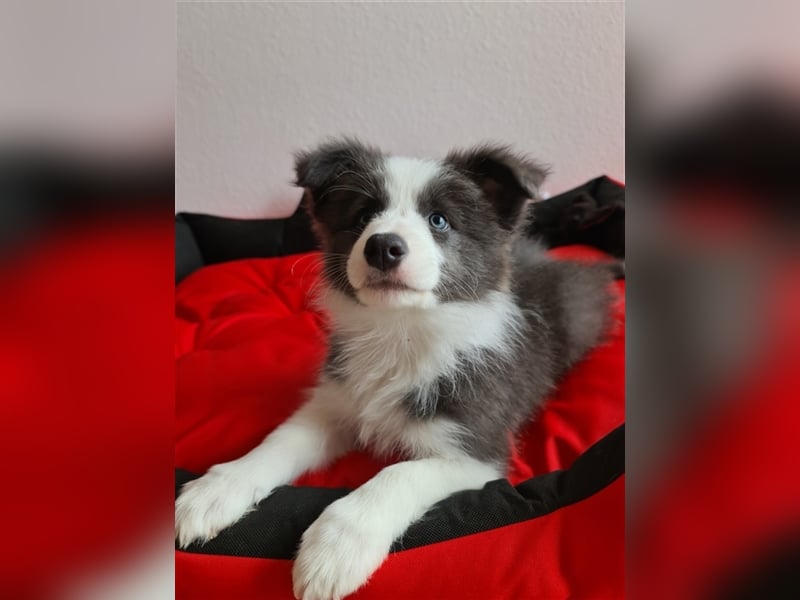 Border Collie Welpen mit VDH Ahnentafeln