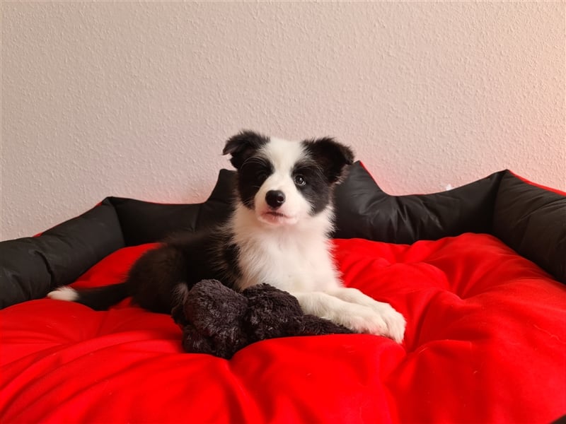 Border Collie Welpen mit VDH Ahnentafeln