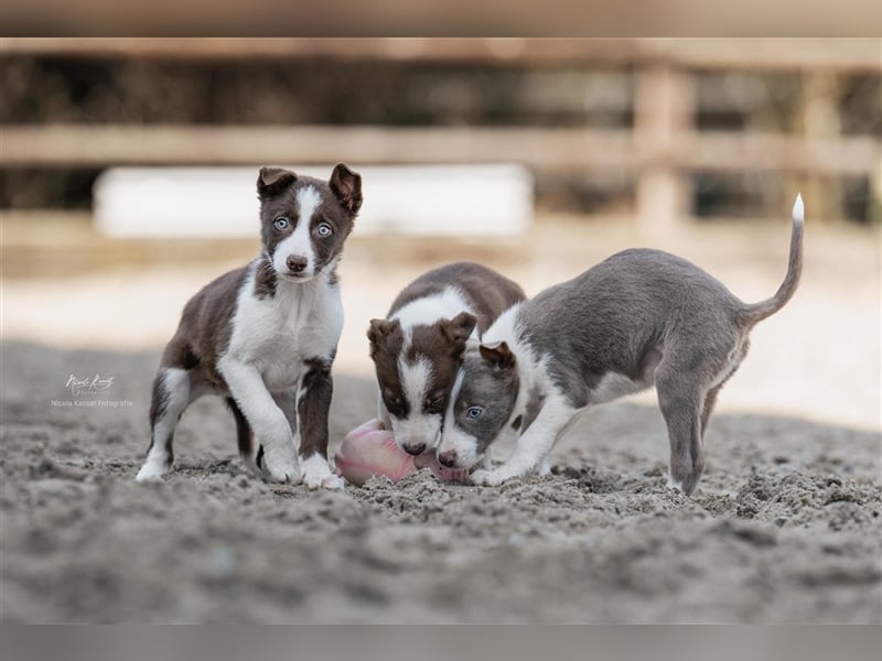 Border Collie