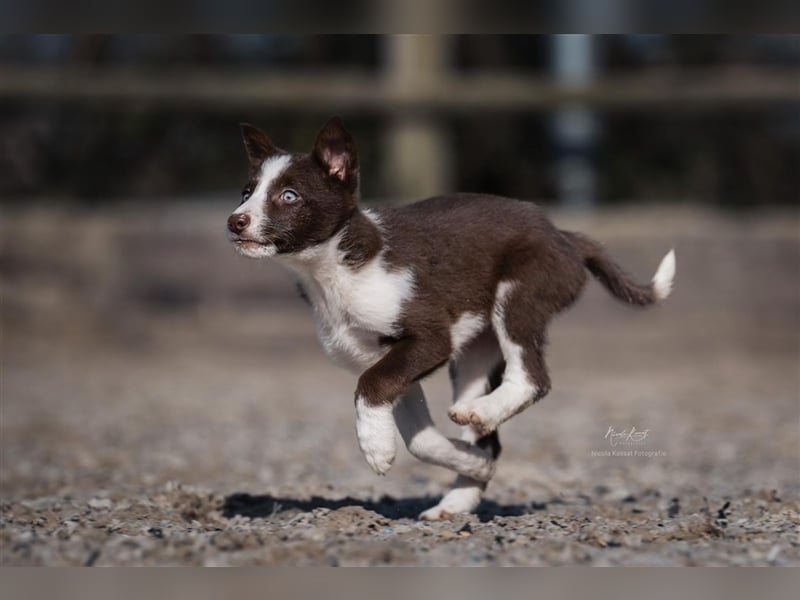 Border Collie