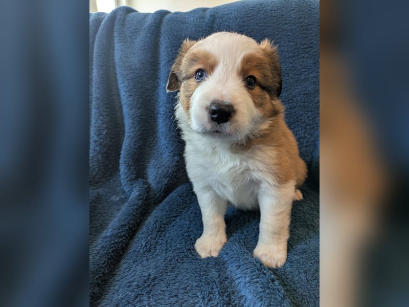 Reinrassige Border Collie Welpen mit Papieren!