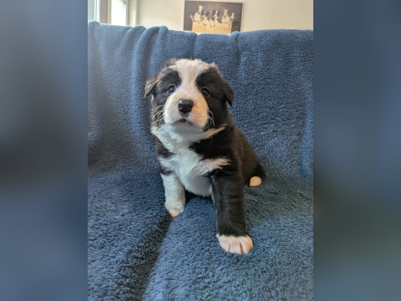Reinrassige Border Collie Welpen mit Papieren!