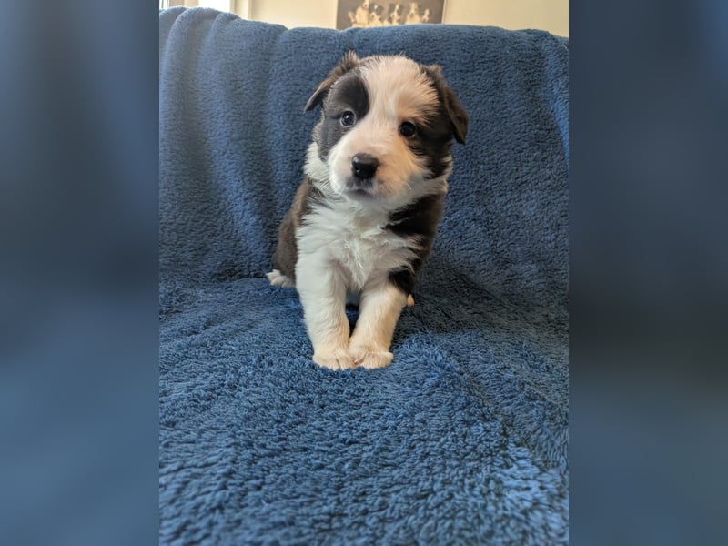 Reinrassige Border Collie Welpen mit Papieren!