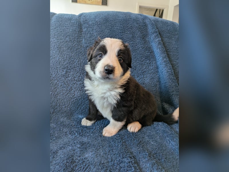 Reinrassige Border Collie Welpen mit Papieren!