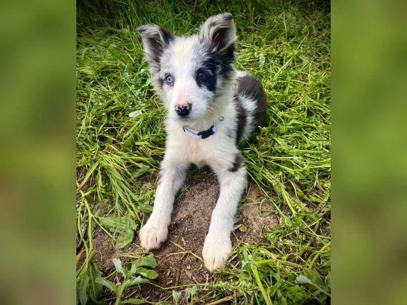 Border Collie Welpenmädchen Lara (12 Wochen) sucht ein Zuhause