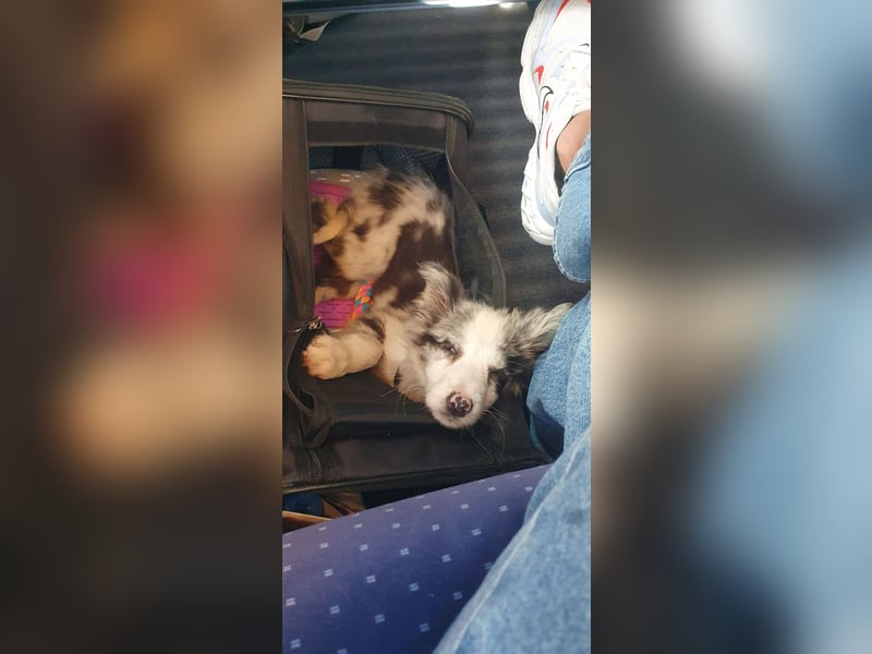 Border Collie Welpenmädchen Lara (12 Wochen) sucht ein Zuhause