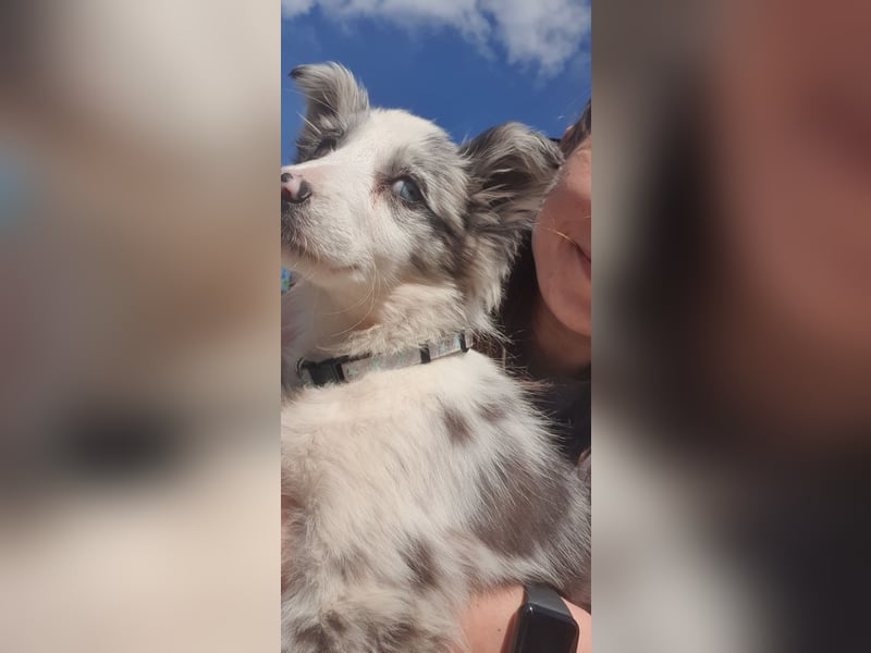 Border Collie Welpenmädchen Lara (12 Wochen) sucht ein Zuhause
