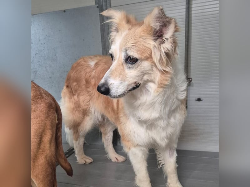 Smilla - hat das Schlimmste überstanden- jetzt sucht die liebevolle Hübsche ihr Glück