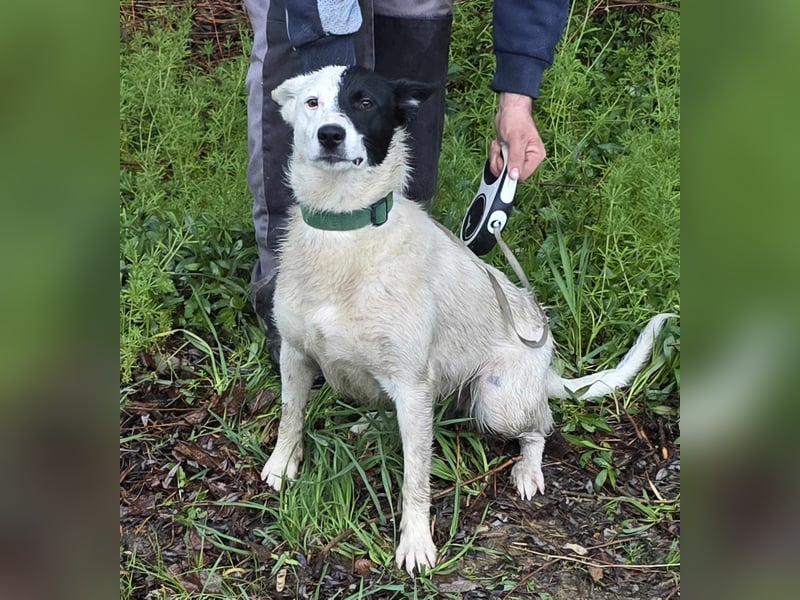 MONOKEL ca. 1 J. Border Colliemixhündin sucht Liebe