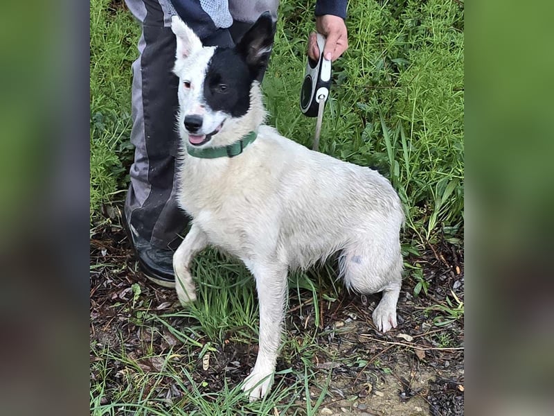 MONOKEL ca. 1 J. Border Colliemixhündin sucht Liebe