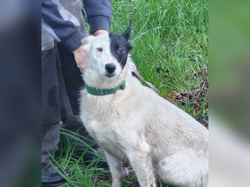 MONOKEL ca. 1 J. Border Colliemixhündin sucht Liebe