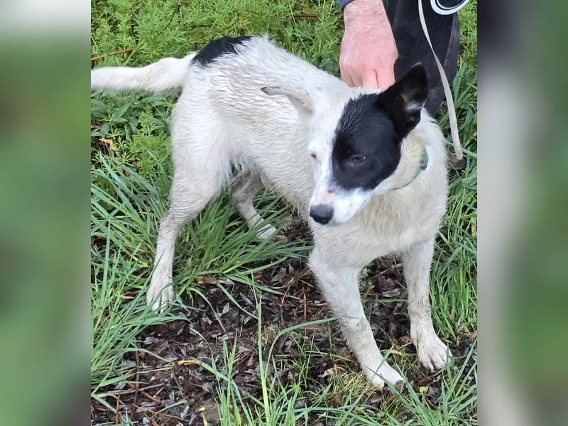MONOKEL ca. 1 J. Border Colliemixhündin sucht Liebe