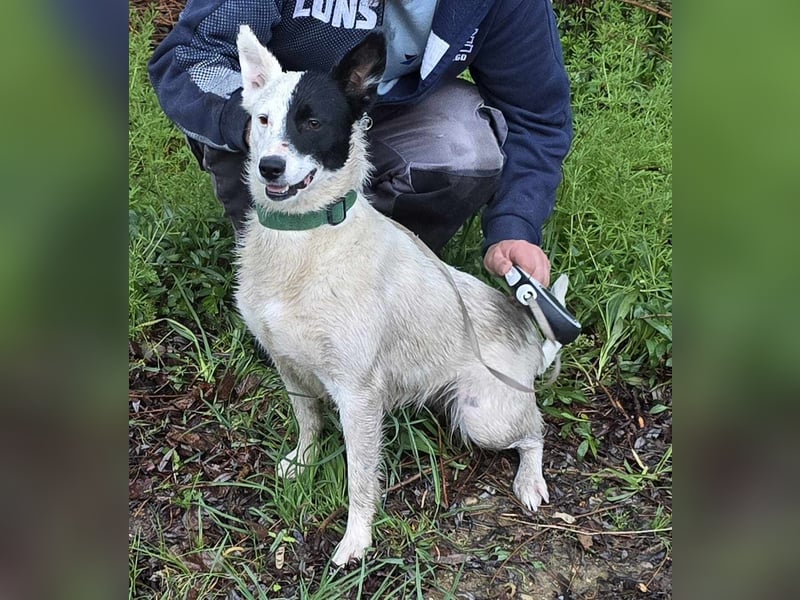 MONOKEL ca. 1 J. Border Colliemixhündin sucht Liebe