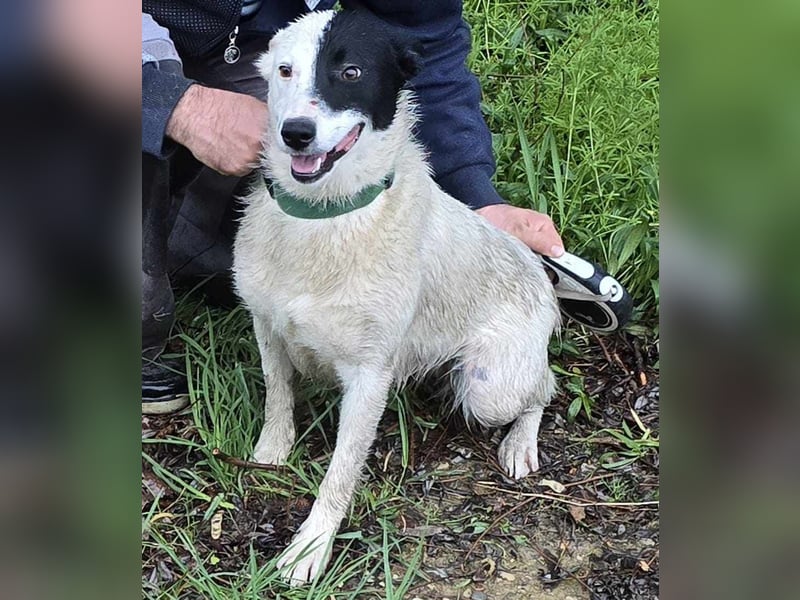 MONOKEL ca. 1 J. Border Colliemixhündin sucht Liebe
