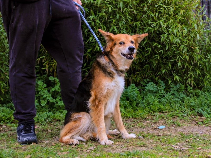 Ronja  - Mix Border Collie / Schäferhund, lieb und verträglich